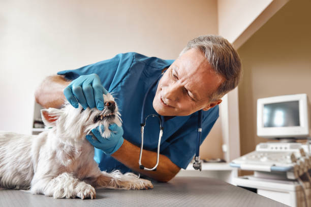 Best Emergency Dental Care for Broken or Chipped Teeth in Cutlerville, MI